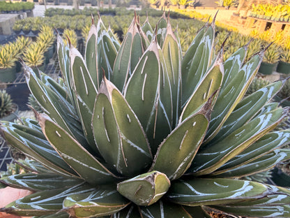 Agave victoria-reginae ‘Porcupine’, 8” pot
