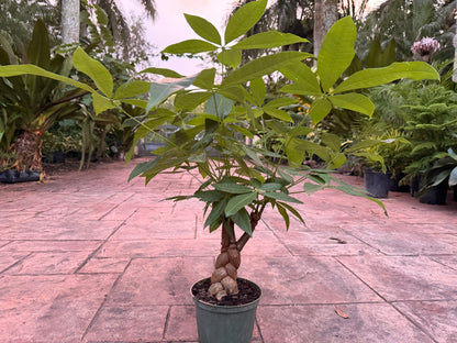 Money tree, Jumbo braid, 6” pot