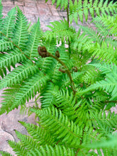 Load image into Gallery viewer, Australian Tree Fern, 10” pot