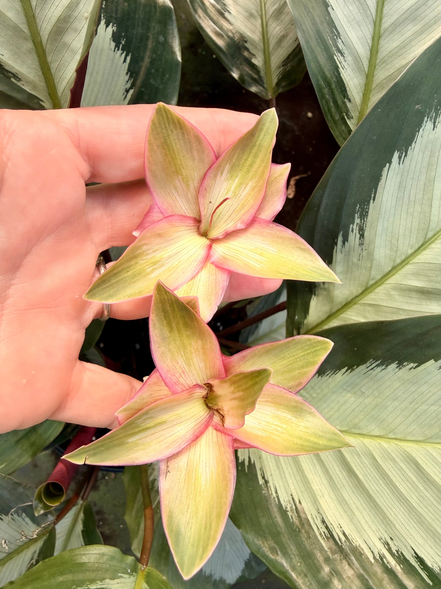 Calathea Royal Standard, 6” pot