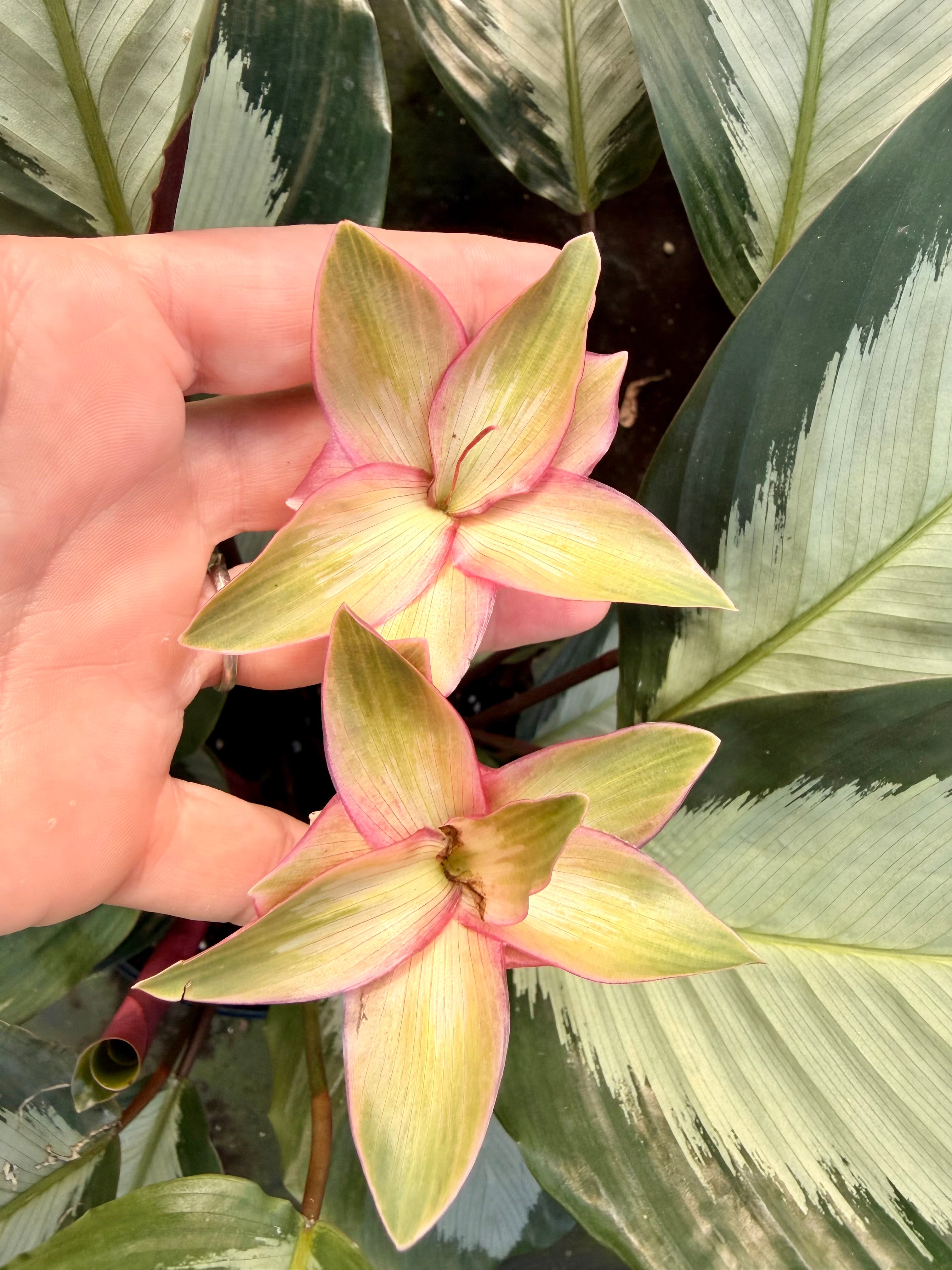 Calathea Royal Standard, 6” pot