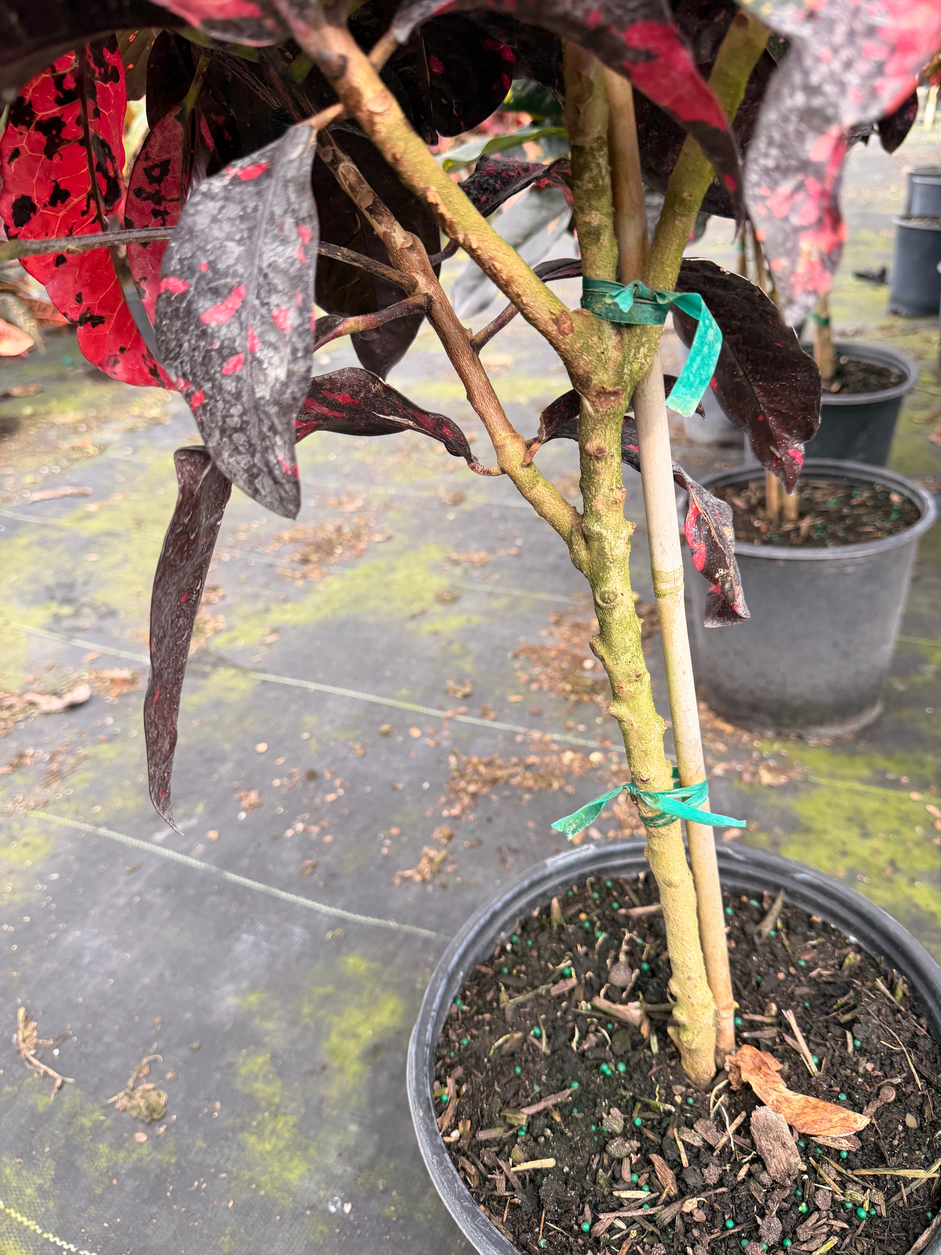 Croton Magnificent Std. 10” pot