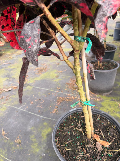 Croton Magnificent Std. 10” pot