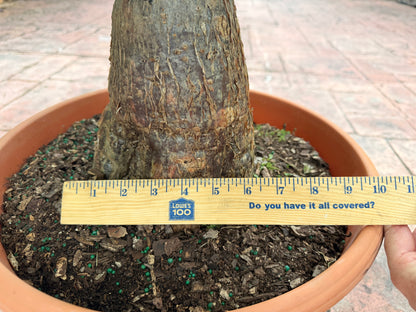 Money tree, thick short trunk, 14” pot