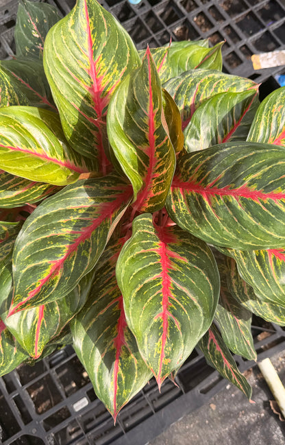 Aglaonema Rubi, 10&quot; pot