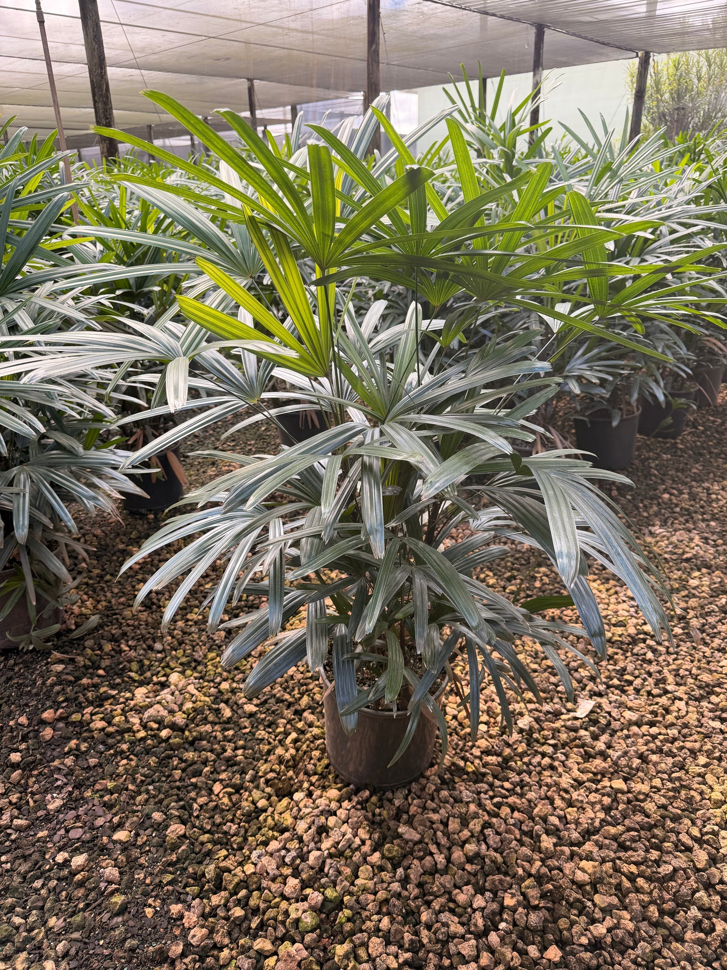 Rhapis palm, 10” pot - Lady palm