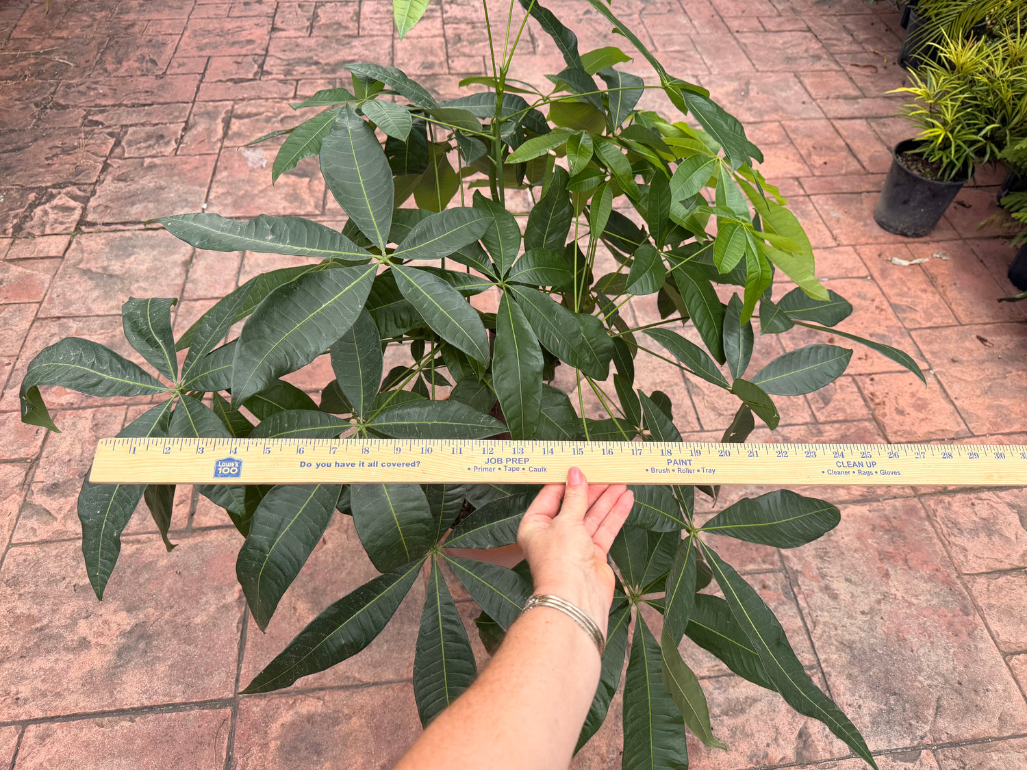 Money tree, thick short trunk, 14” pot