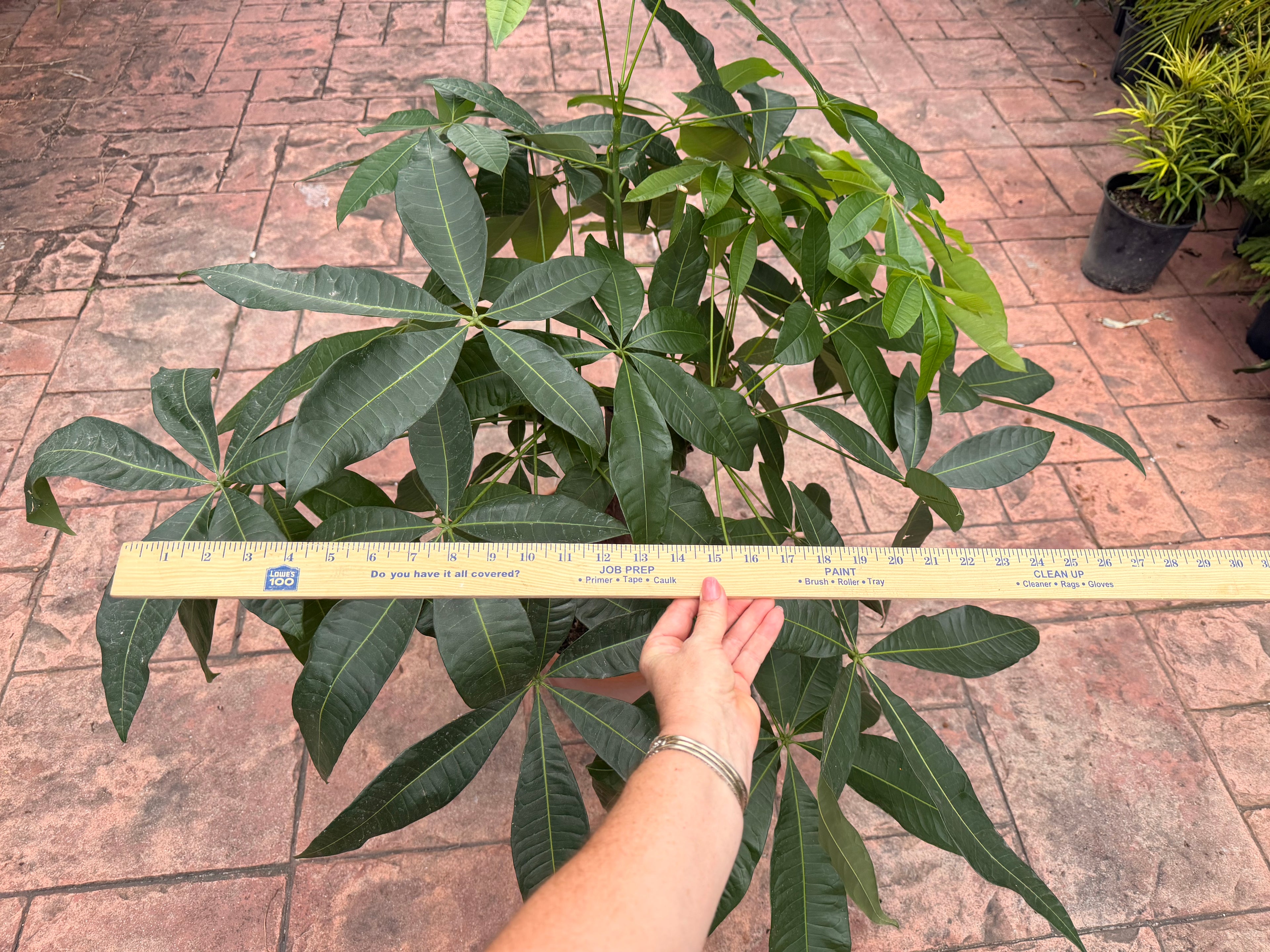 Money tree, thick short trunk, 14” pot