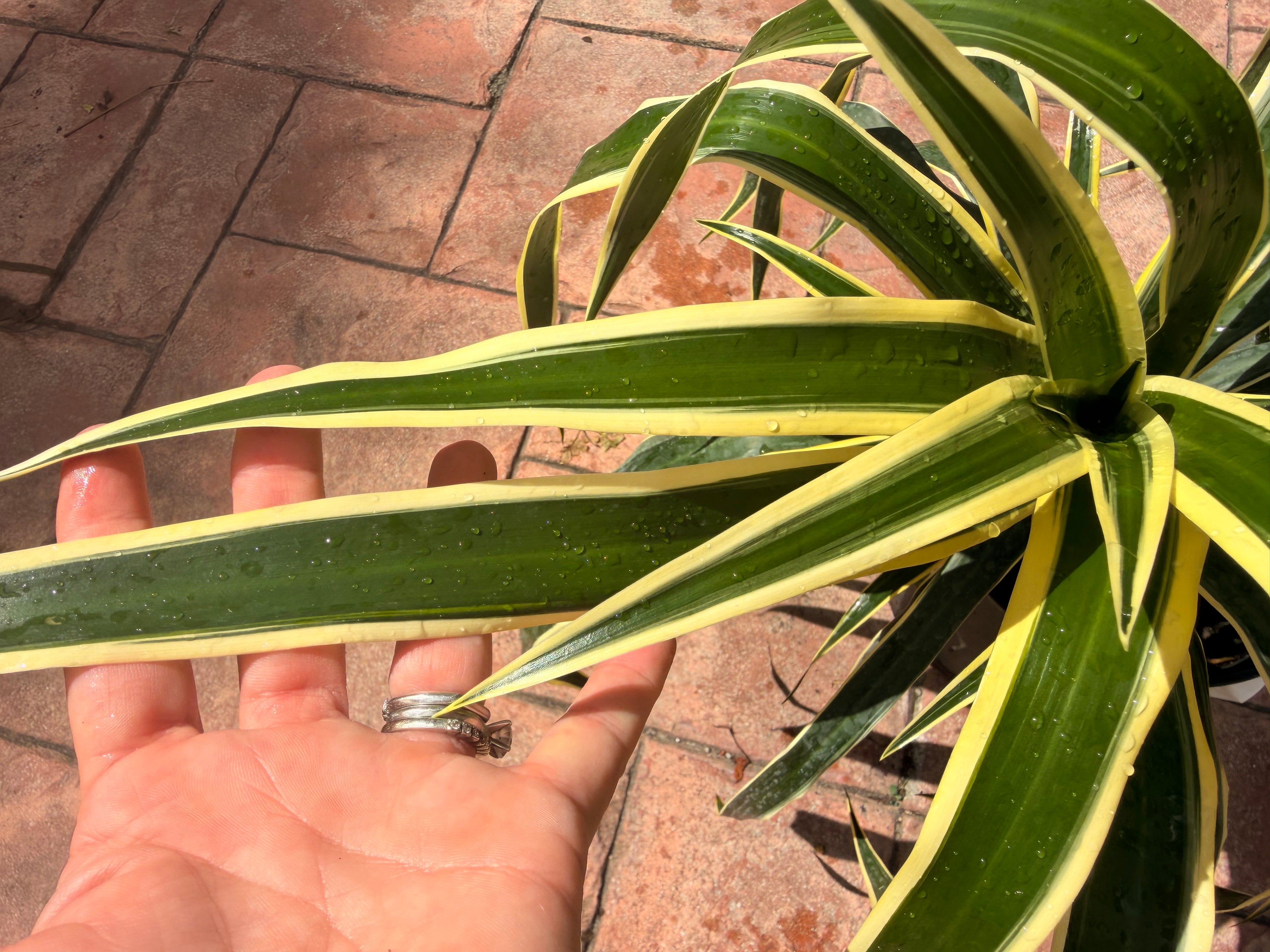 Dracaena Reflexa Honoriae, 10” pot