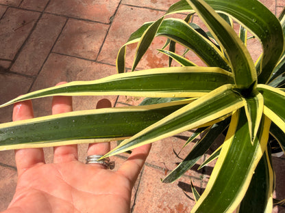 Dracaena Reflexa Honoriae, 10” pot