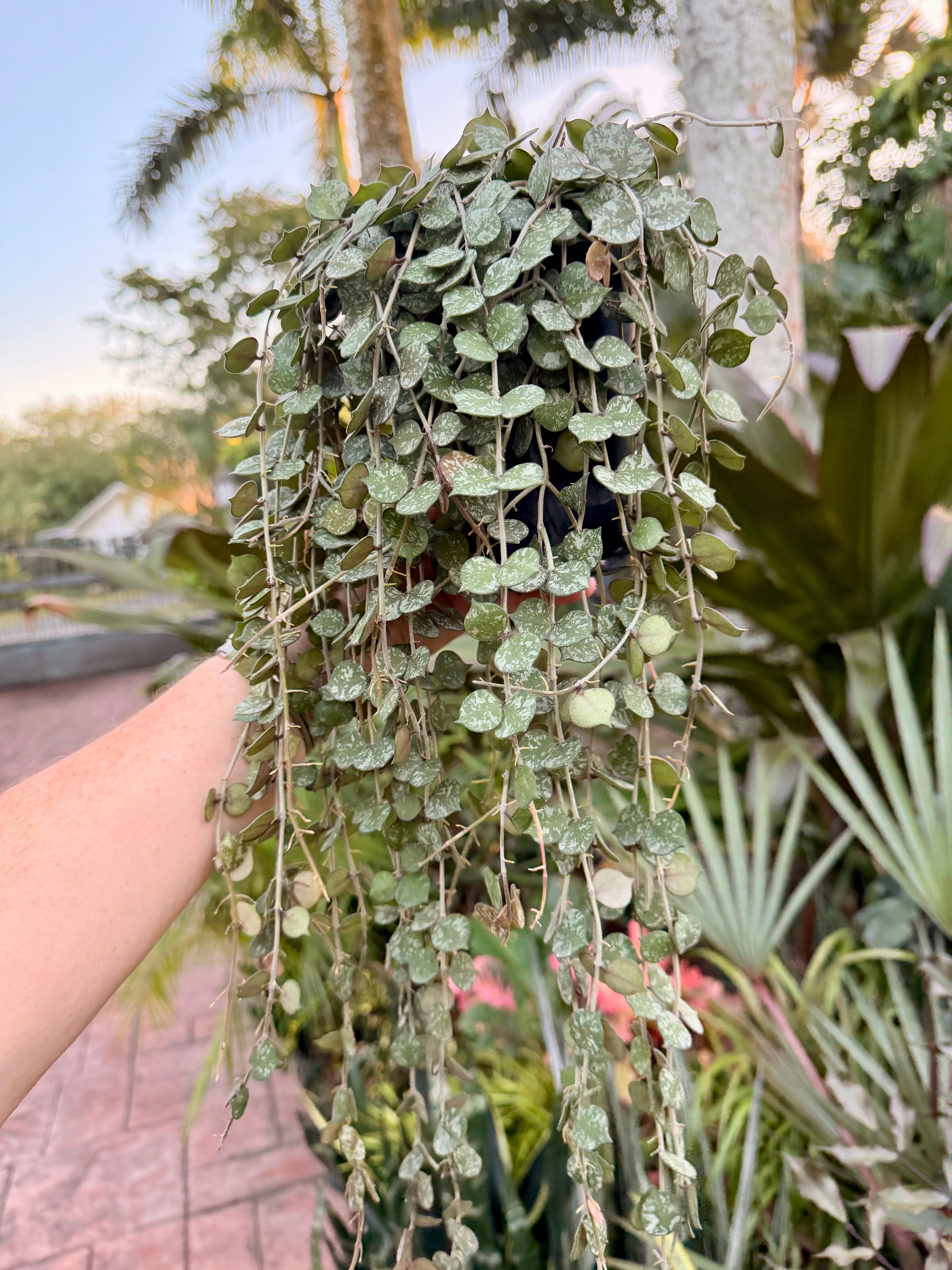 Hoya Curtisii, 5” pot
