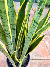 Load image into Gallery viewer, Sansevieria Silver King, Silver Laurentii, 10” pot
