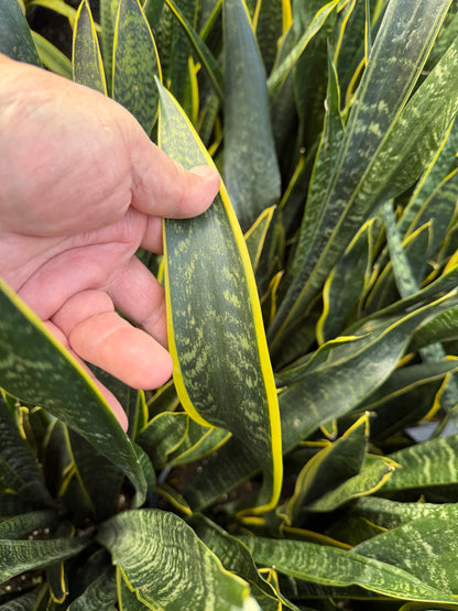 Sansevieria Dakota, 10” pot - ships GROUND