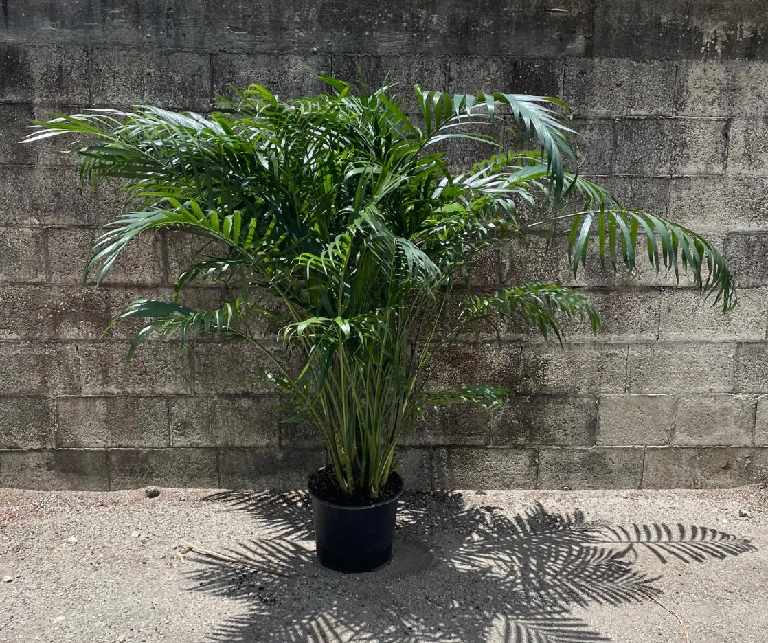 Cat palm, 10” pot Chamadorea cataractarum