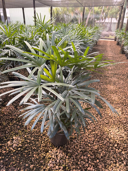 Rhapis palm, 10” pot - Lady palm