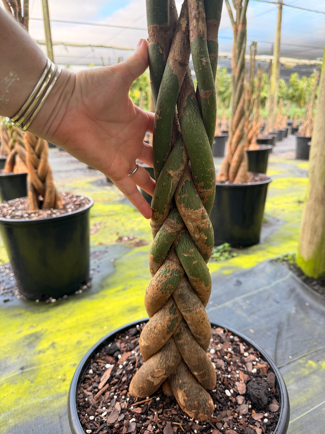 Money tree, tall braid, new heads, 12” pot