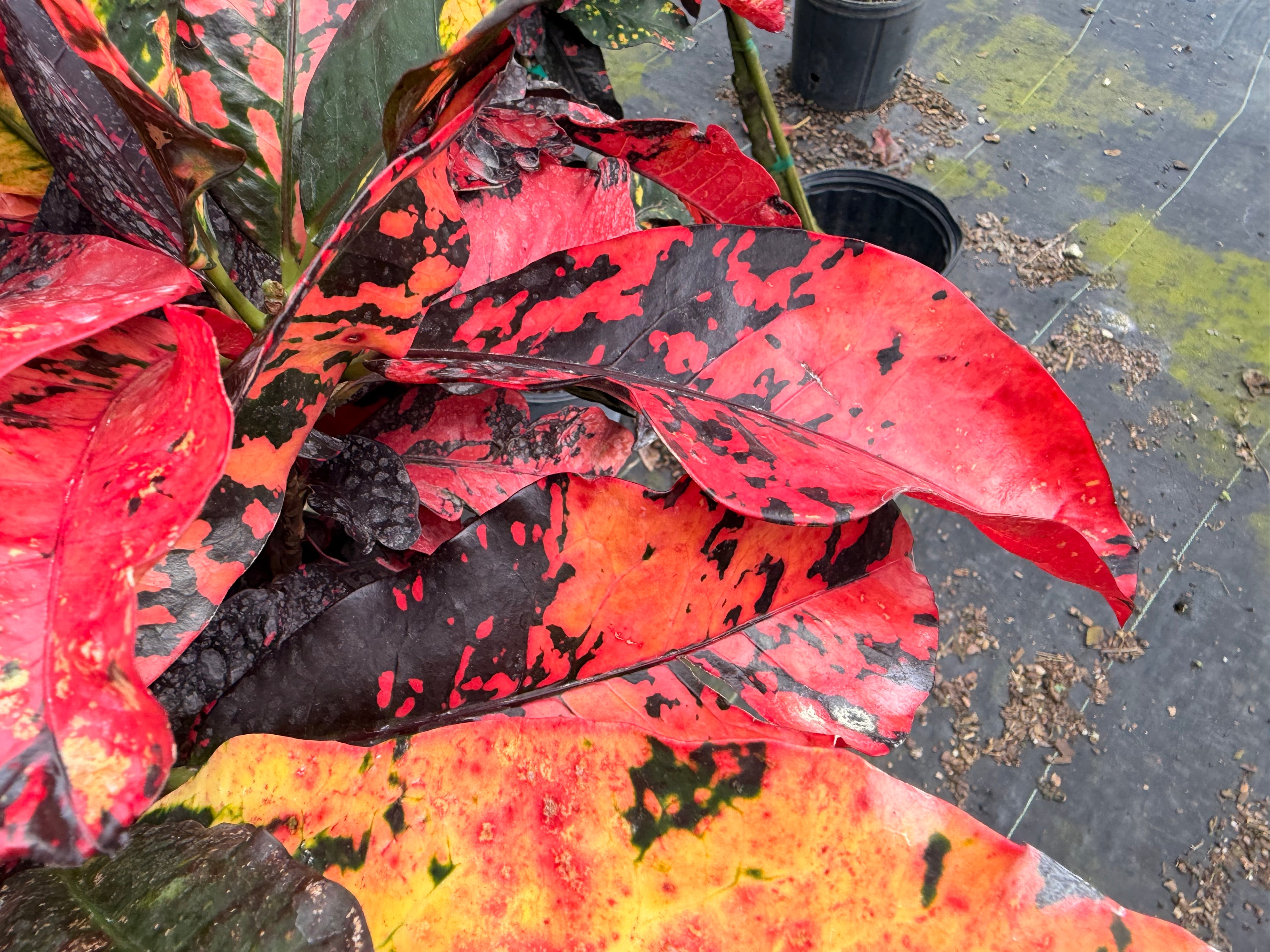 Croton Magnificent Std. 10” pot