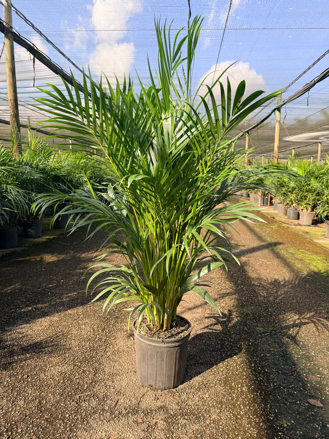 Areca Supreme, 10” pot 40-46” tall