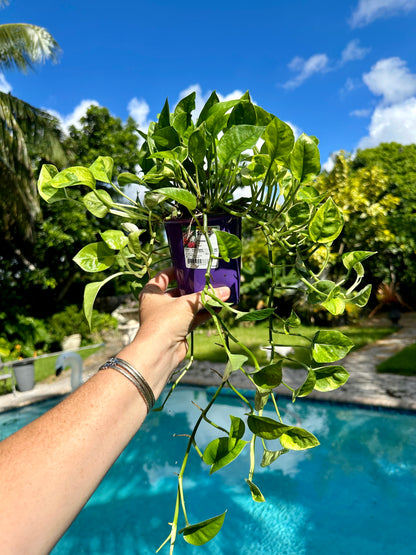 Lemon meringue photos, 4” pot