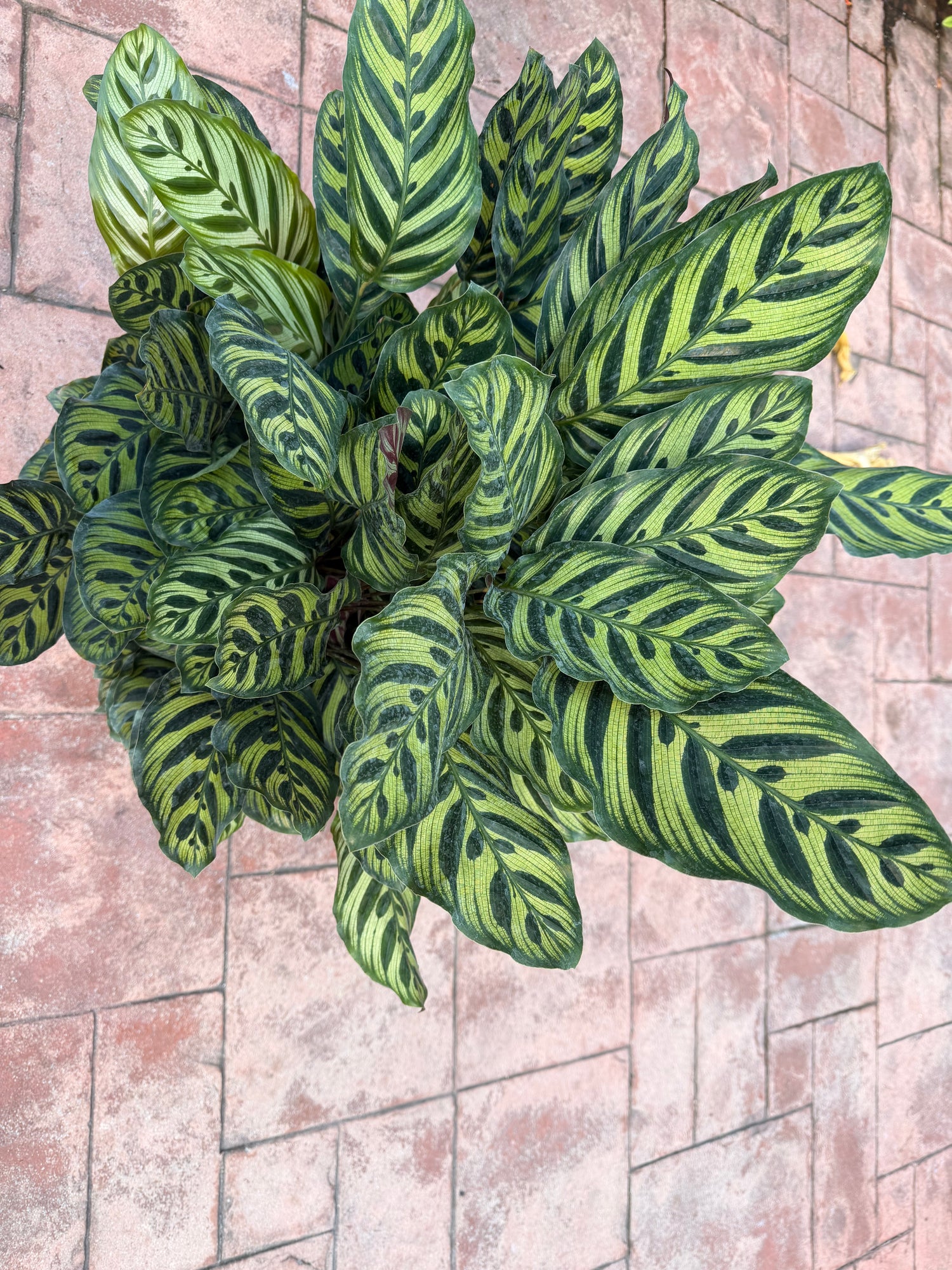 Calathea Makyoana, 10” pot