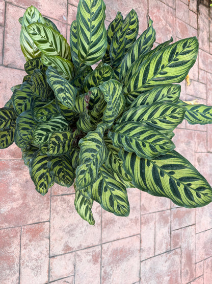 Calathea Makyoana, 10” pot