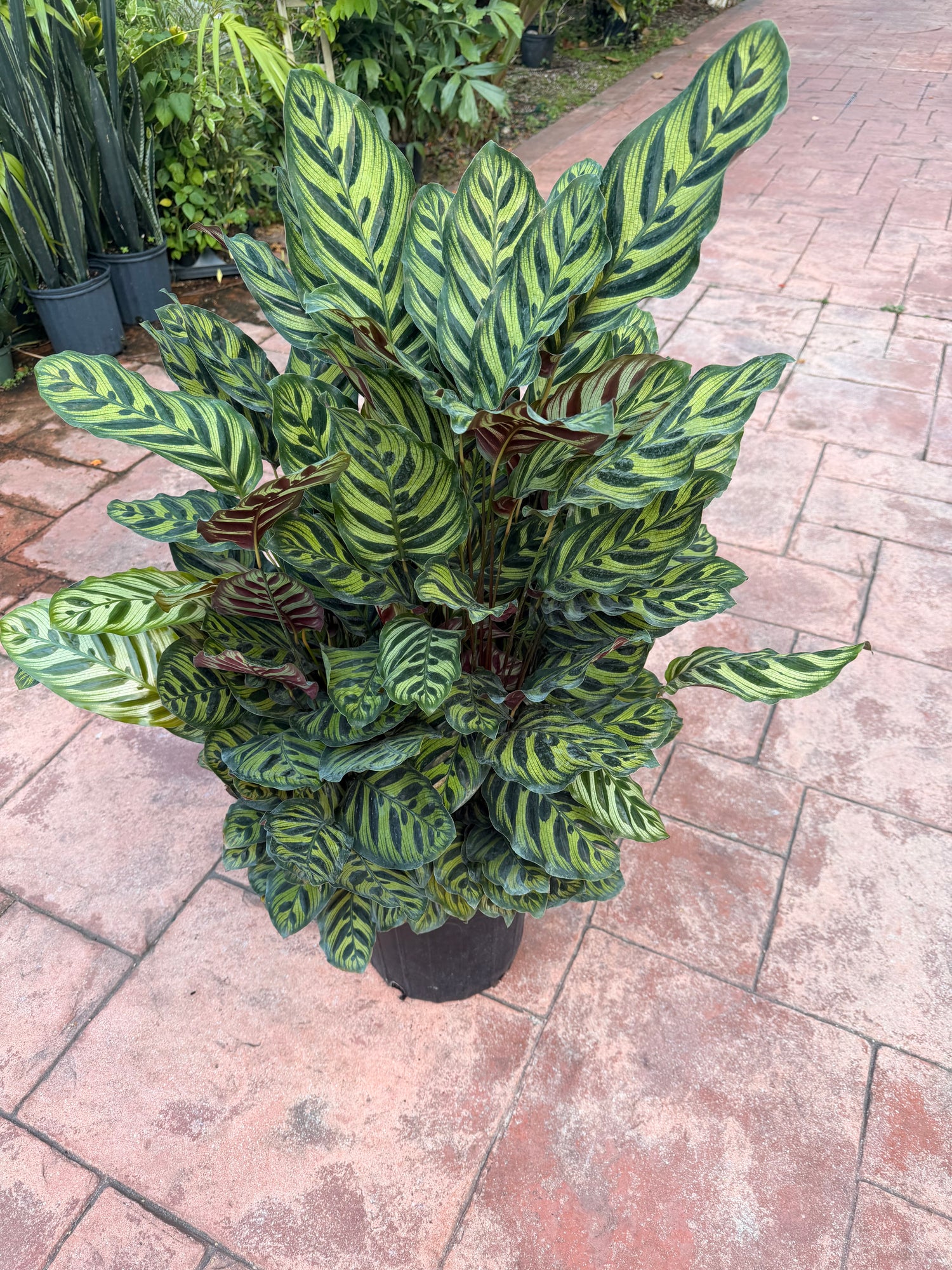 Calathea Makyoana, 10” pot