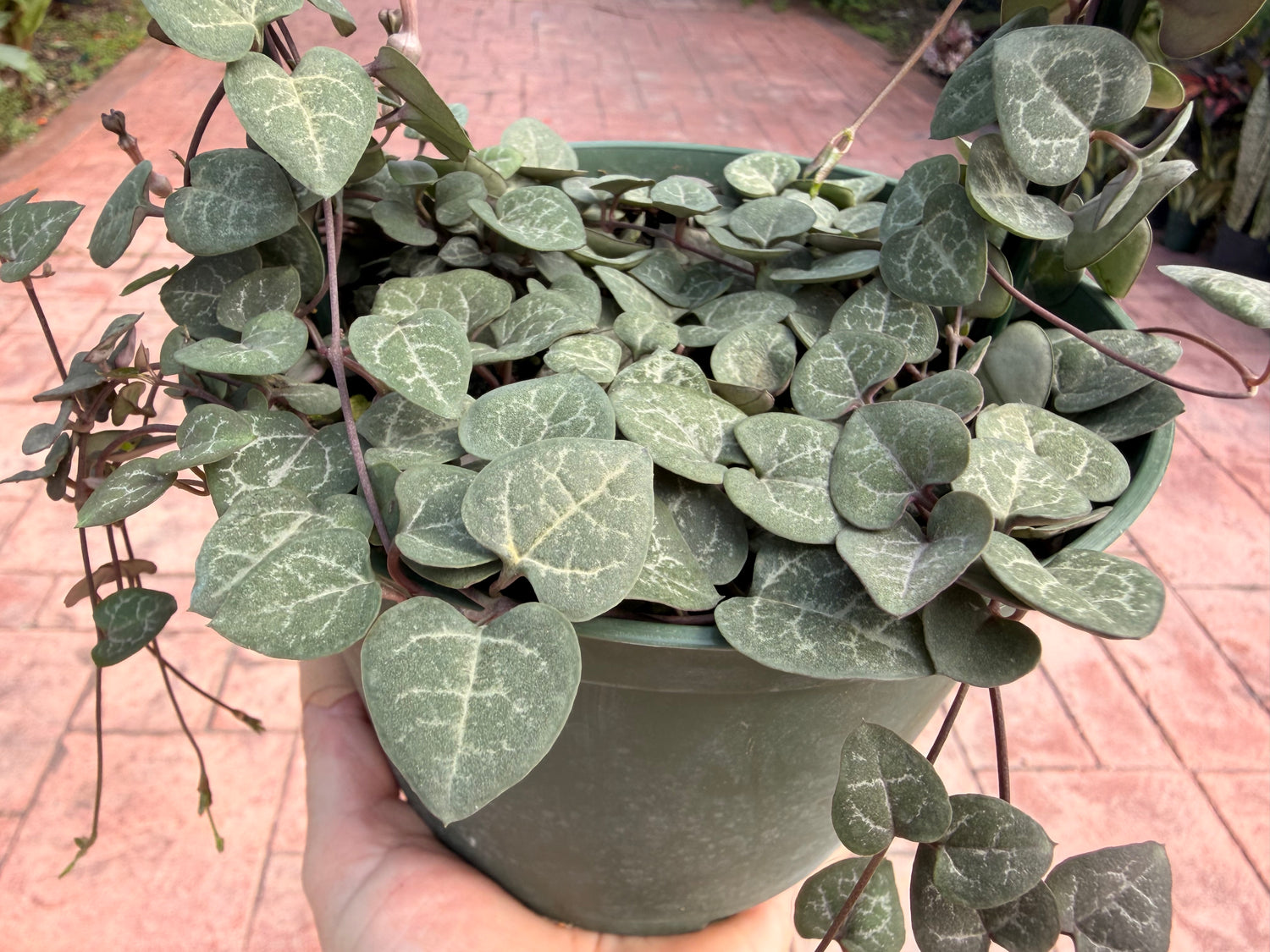 String of Hearts, hoop, 6” pot