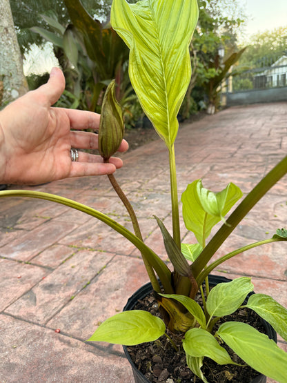 White Tacca Bat plant, 10” pot. Tacca chantieri - Will ship with a bud.