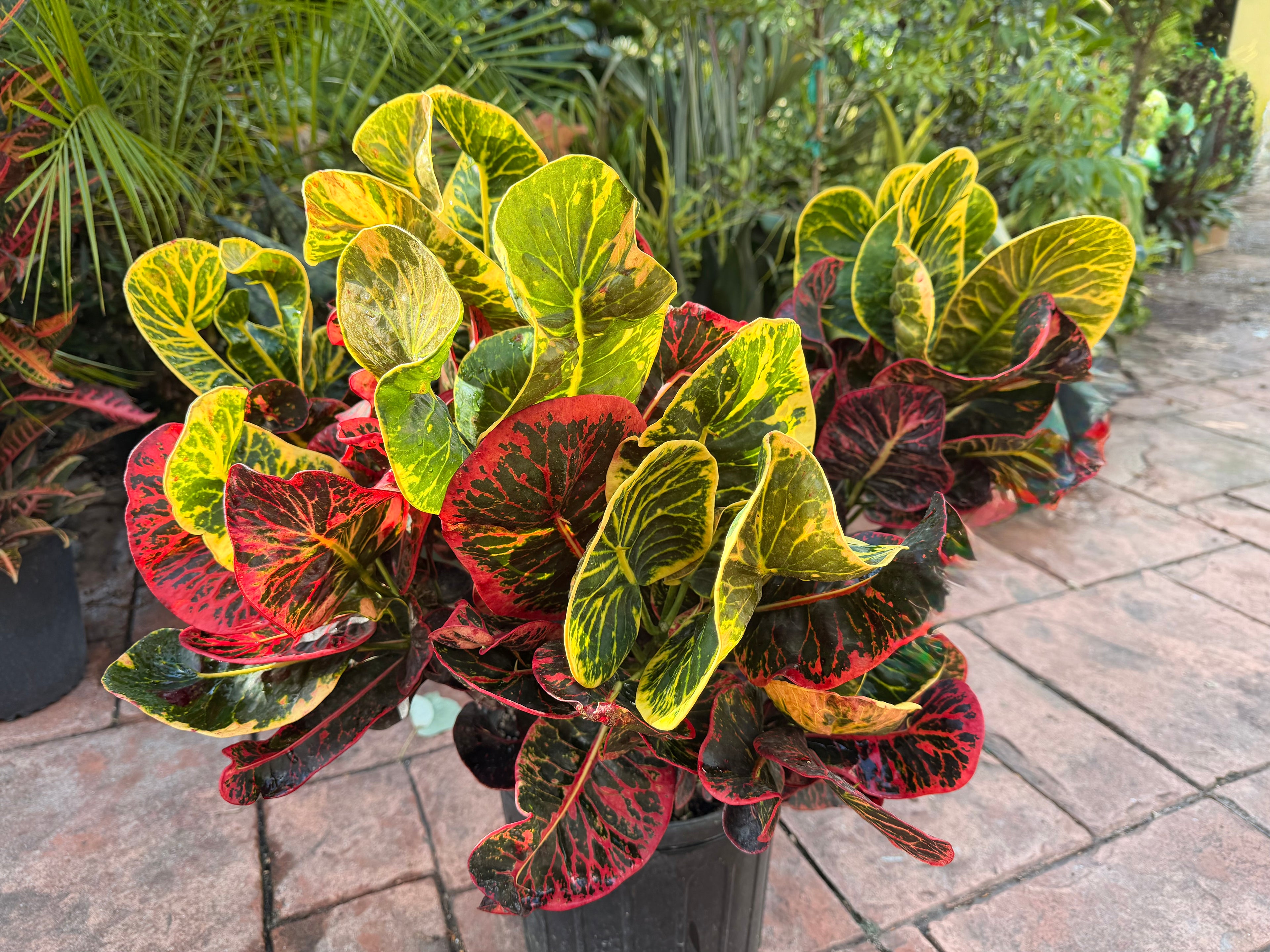 Round Leaf Croton, Thai hybrid, 10” pot - Full