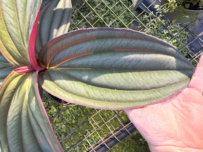 Medinilla Gregori Hambali, 6” pot