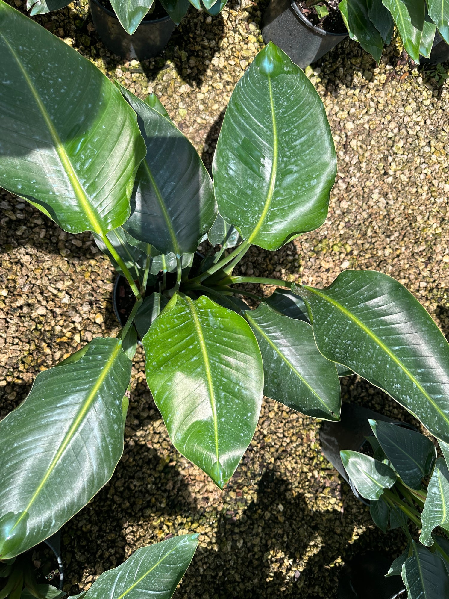 Bird of Paradise, 10” pot 4 plants per pot