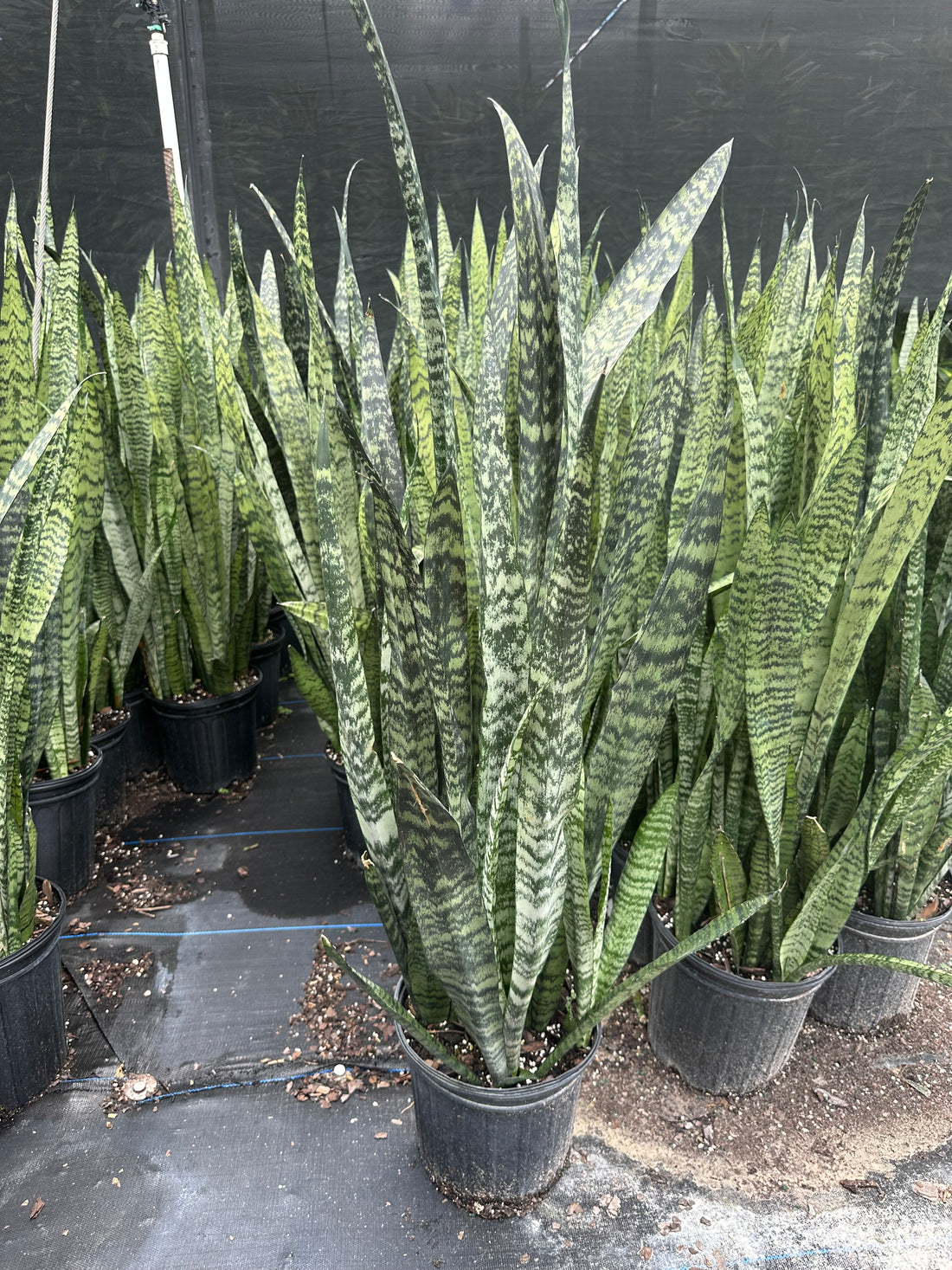 Sansevieria Zeylanica, 10” pot