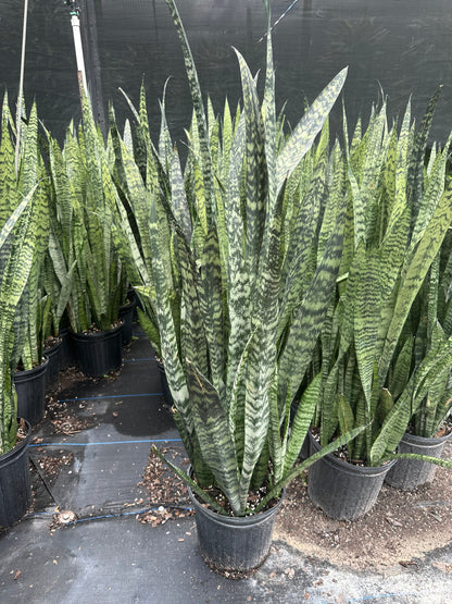 Sansevieria Zeylanica, 10” pot