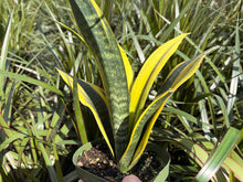 Load image into Gallery viewer, Sansevieria Golden Flame, 6” pot