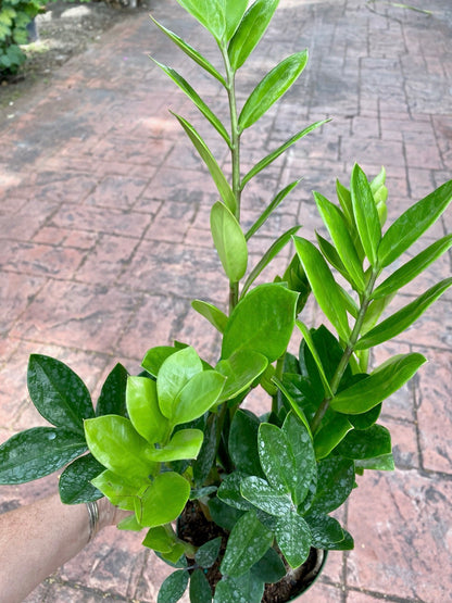 ZZ plant - Zamioculcas zamiifolia, 6” pot