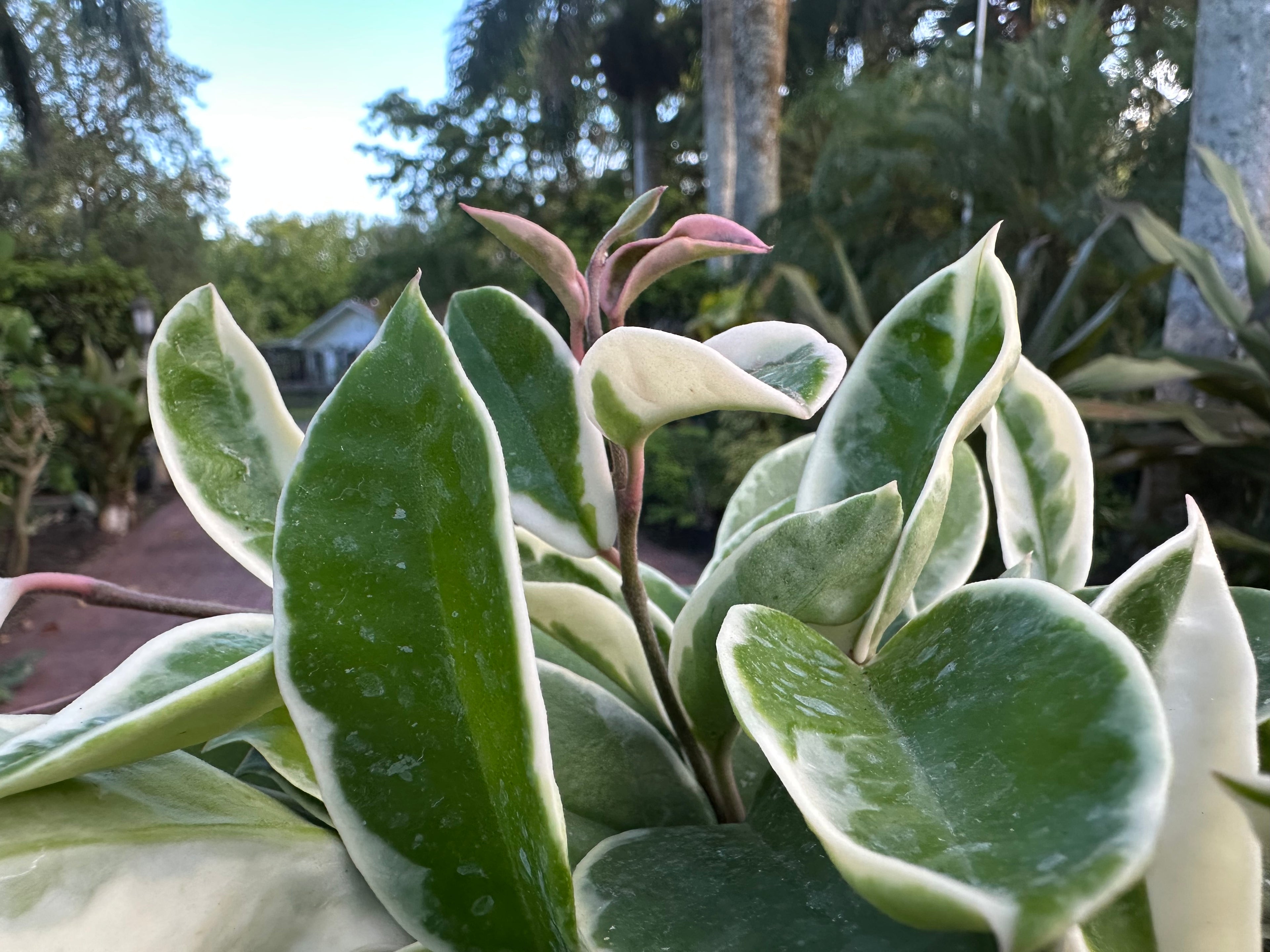 Hoya Krimson Queen, 6” pot