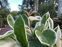Load image into Gallery viewer, Hoya Krimson Queen, 6” pot