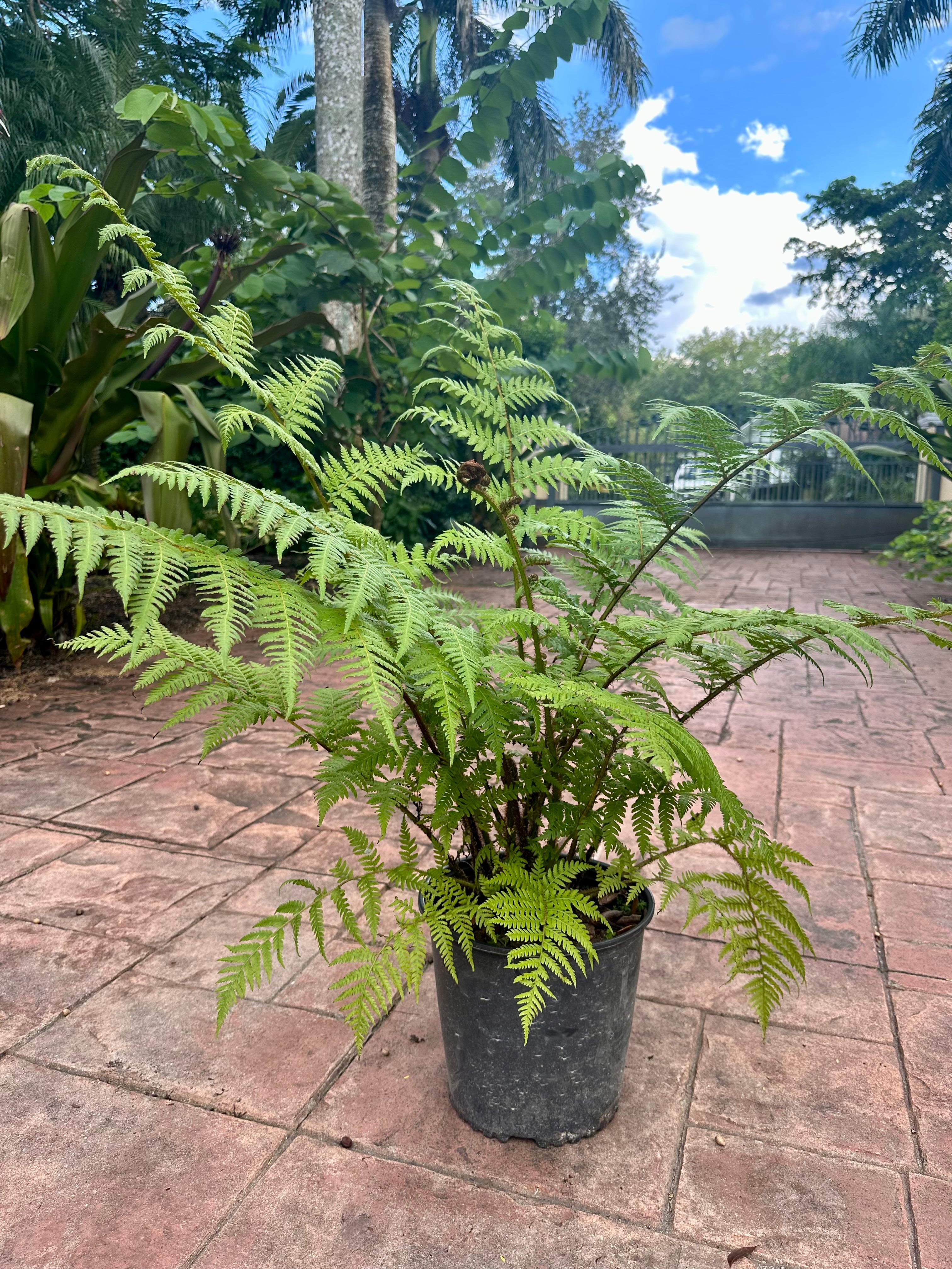 Australian Tree Fern, 10” pot