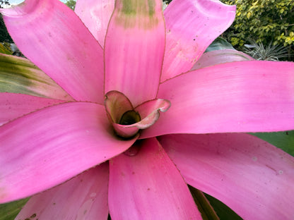 Neoregelia Cotton Candy, 6” pot