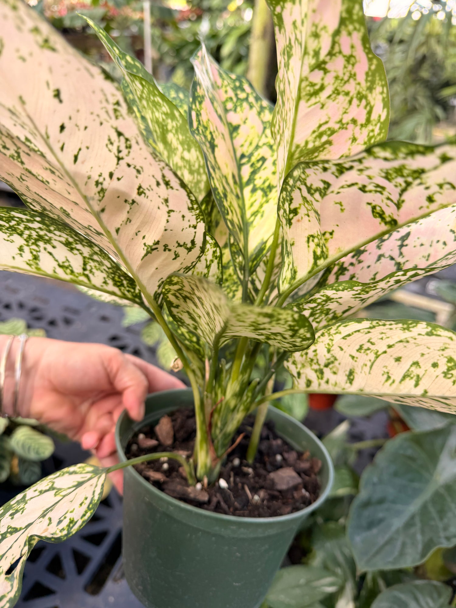 Aglaonema Etta Rose, 6” pot