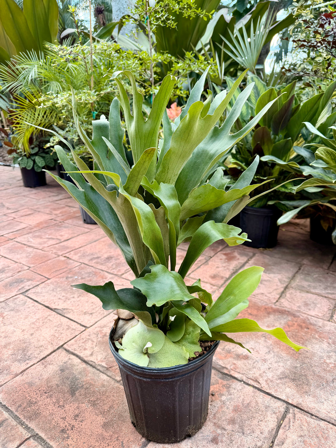 Large Staghorn fern in 8” pot