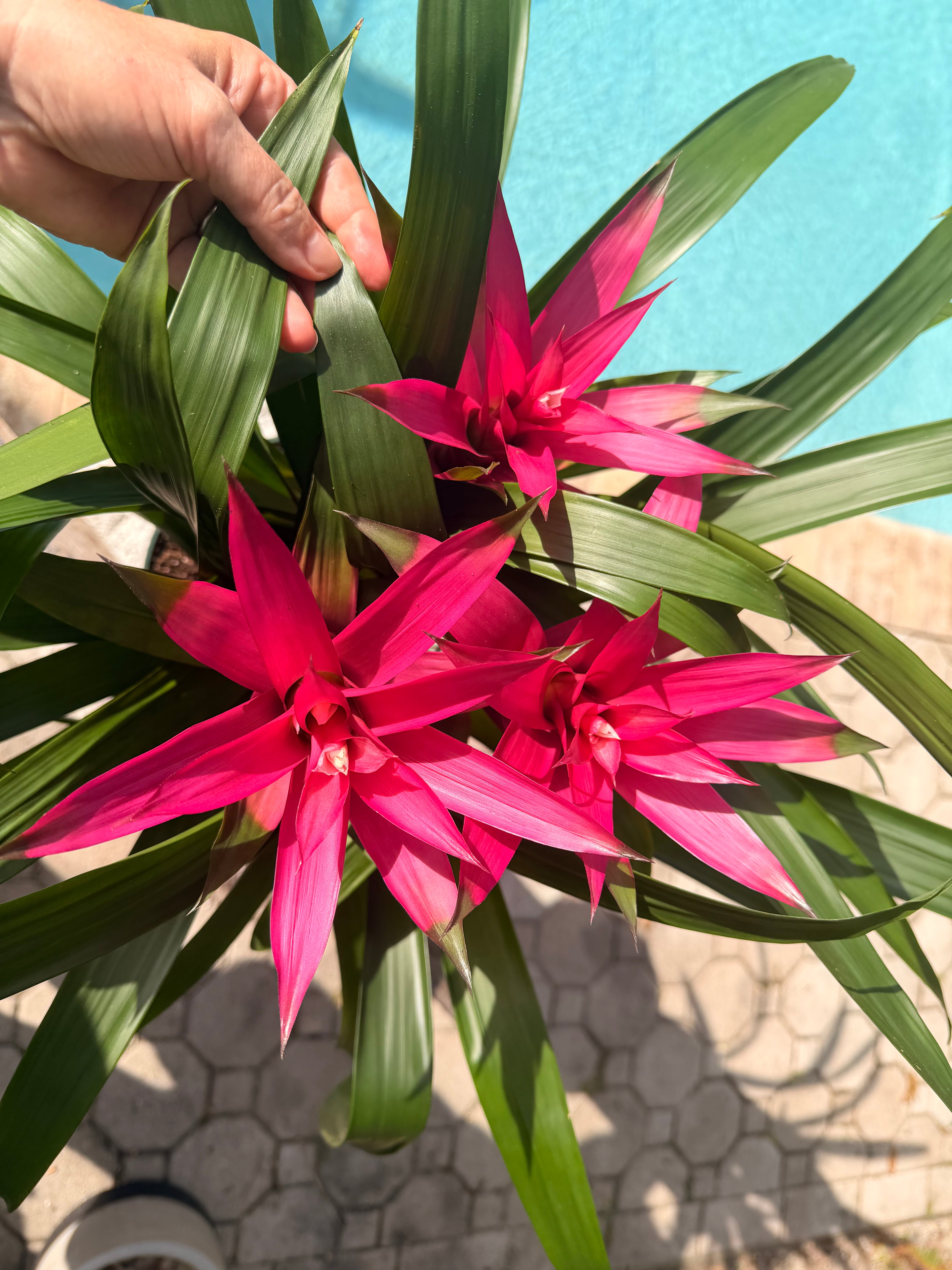 Guzmania planting, 8” pot. 3 deep pink plants per pot