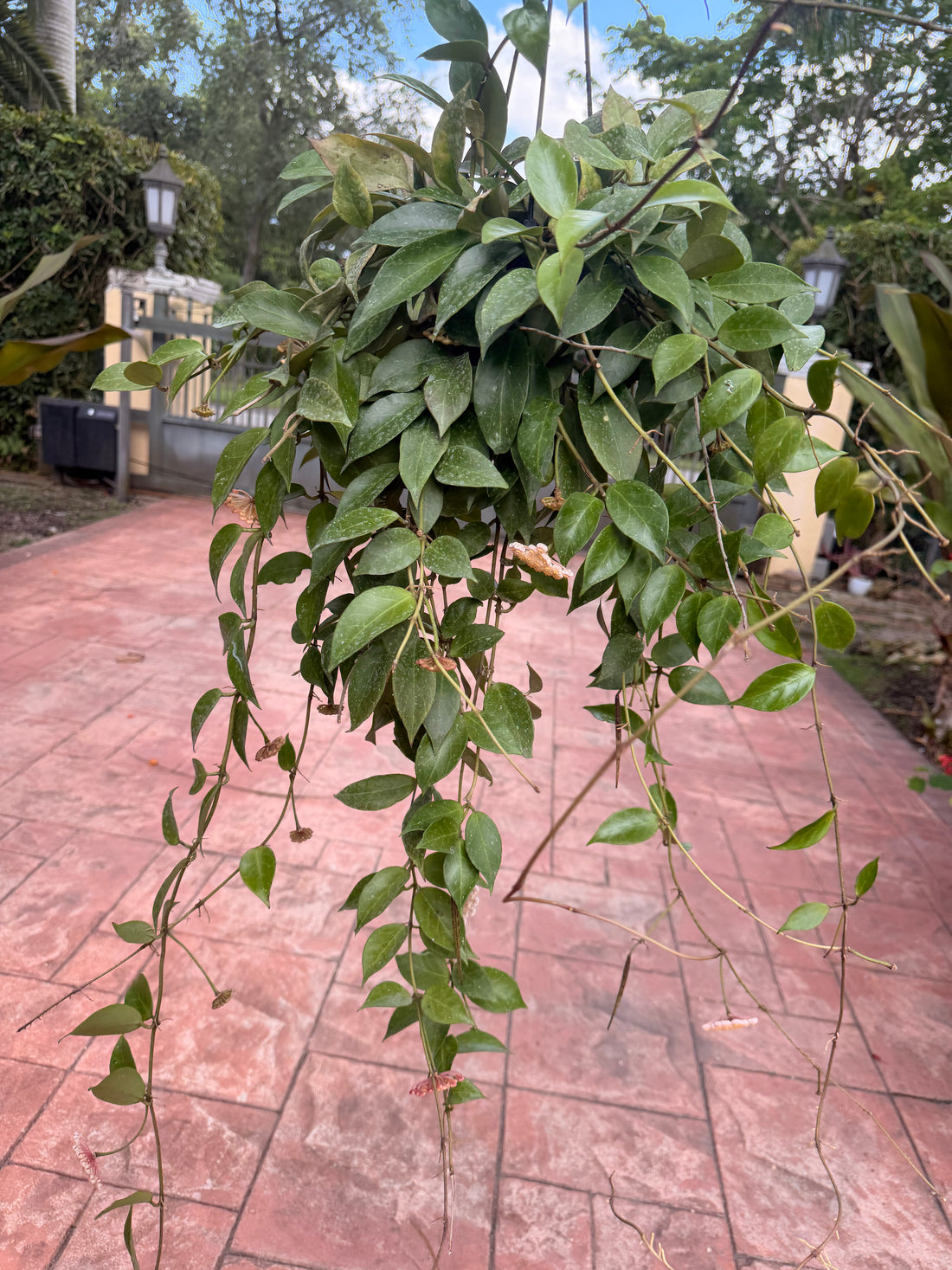 Hoya Sunrise, 5” pot