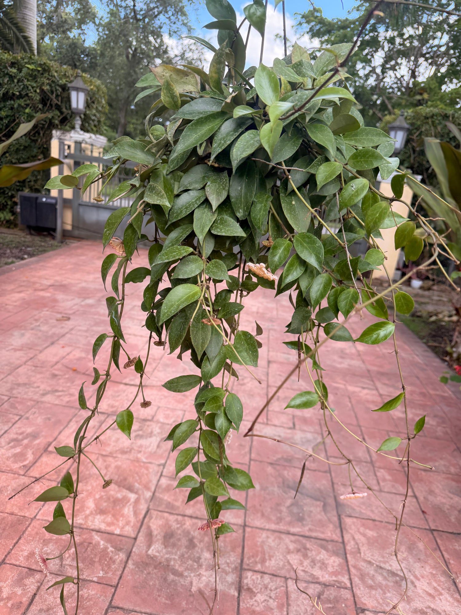 Hoya Sunrise, 5” pot