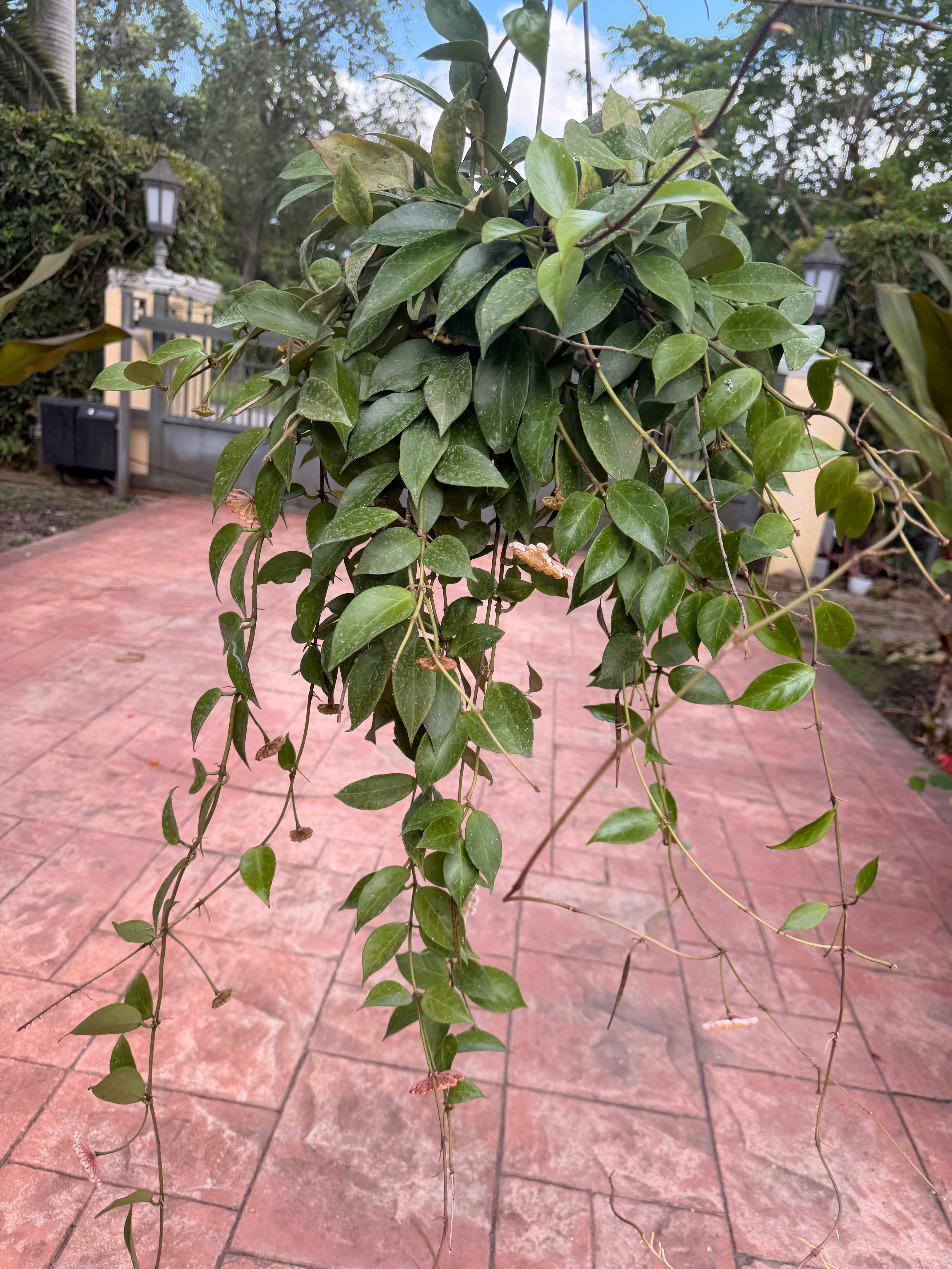 Hoya Sunrise, 5” pot