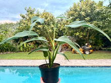 Load image into Gallery viewer, Monstera Burle Marx Flame, 6” pot