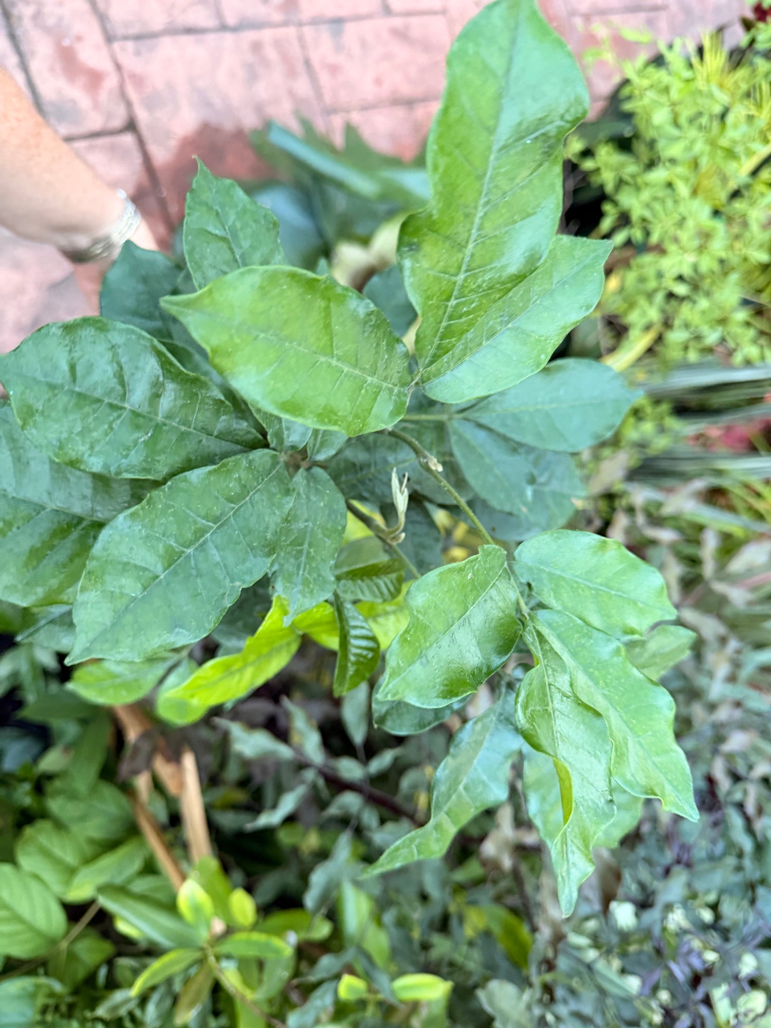 Natal Mahogany, 6” pot