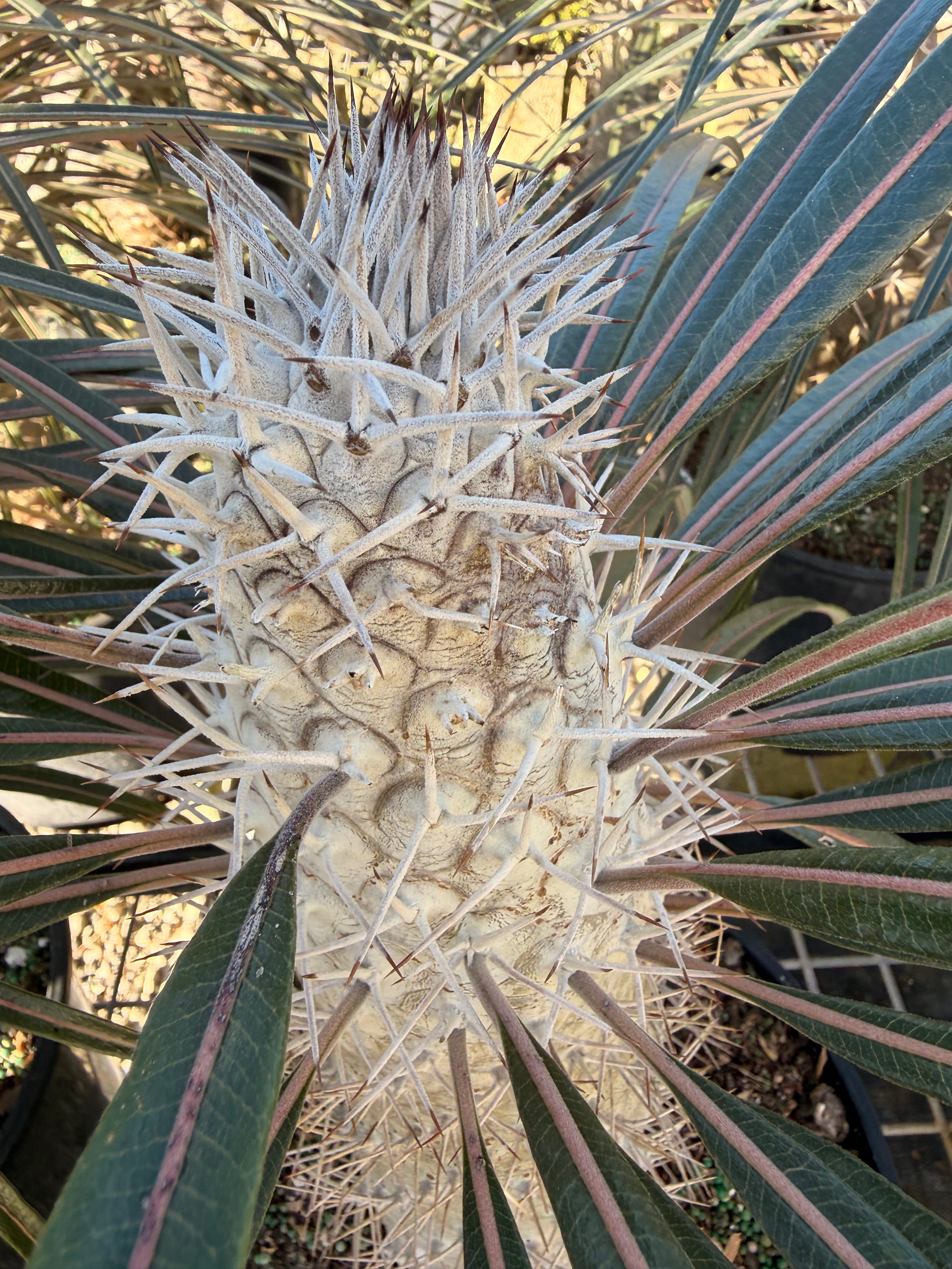 Madagascar palm, 10” pot - Pachypodium geayi