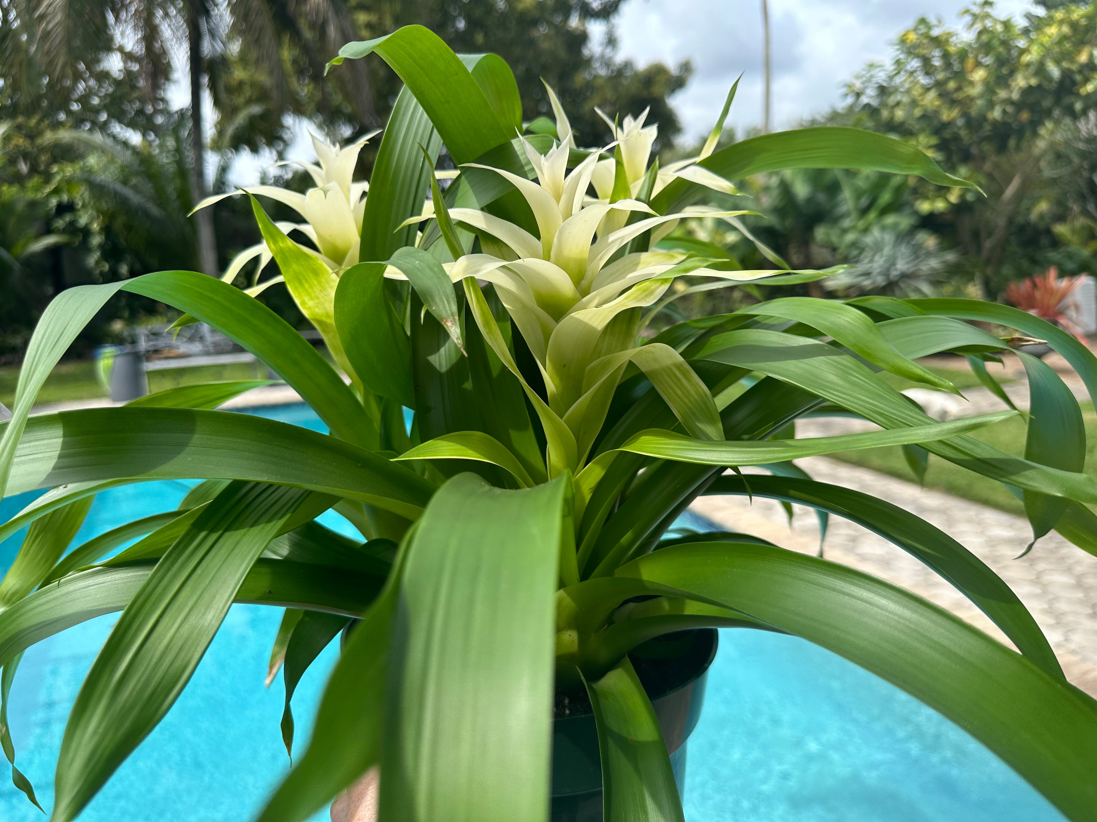 Guzmania planting, 8” pot. 3 plants per pot All white
