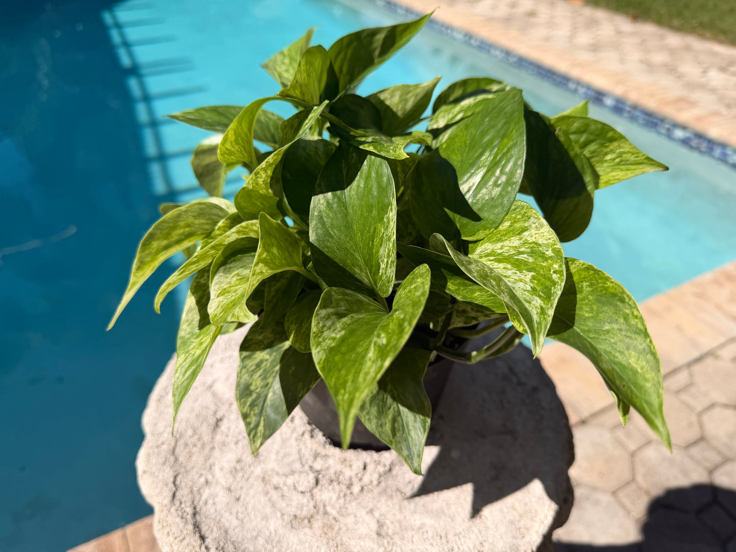 Marble Queen photos, 6” pot